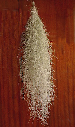 tillandsia usneoides