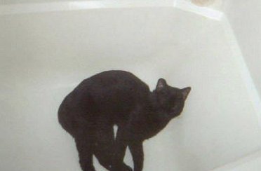 Joey the cat
