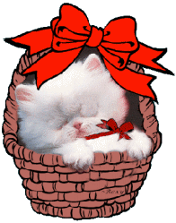Cat in a basket