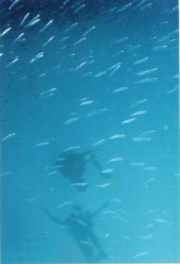 baitreef_bait+divers