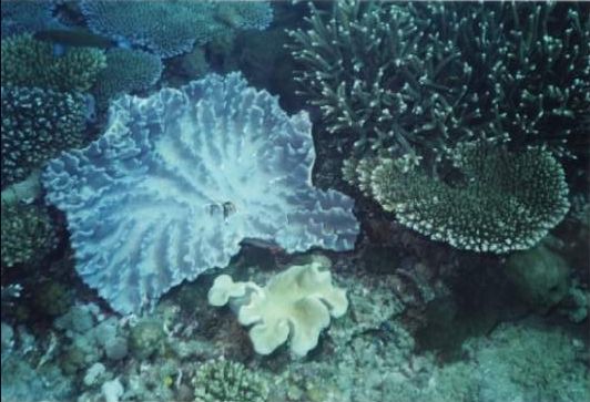 keppel_corals