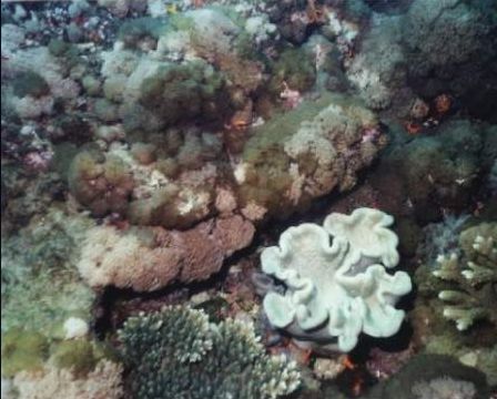 keppel_corals2