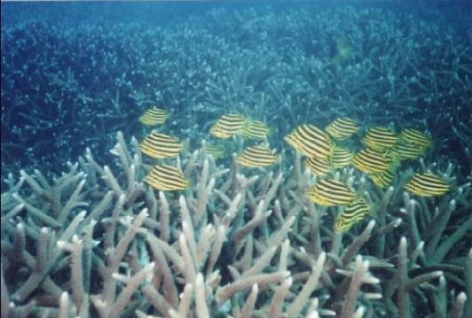 keppel_zebrafish
