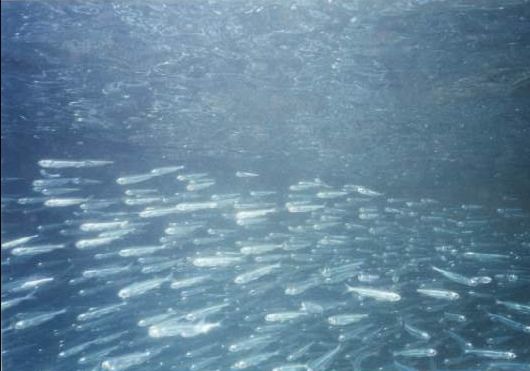 mantaraybay_bait
