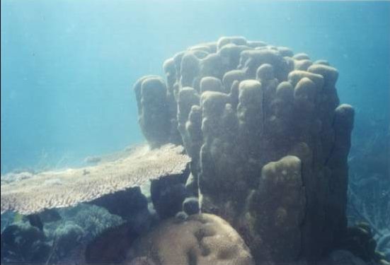 mantaraybay_coral
