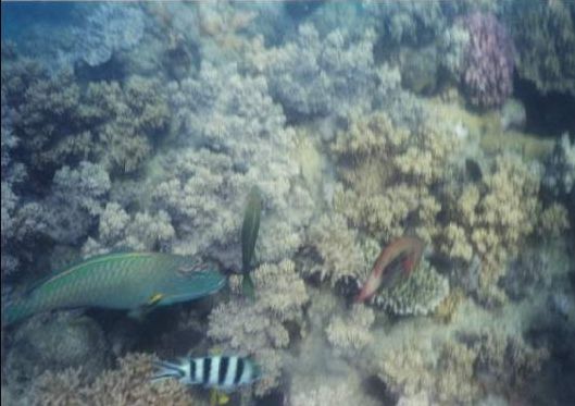 mantaraybay_life