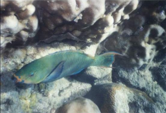 mantaraybay_wrasse