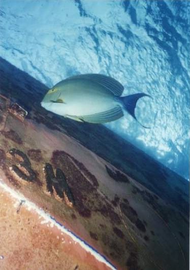 norman_surgeonfish