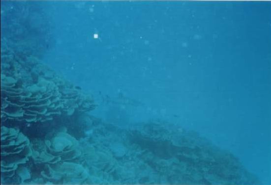saxon_reeftipshark