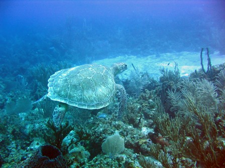 Turtle at Shipwreck Dive site in Runaway Bay Jamaica