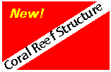 Coral Reef Structure