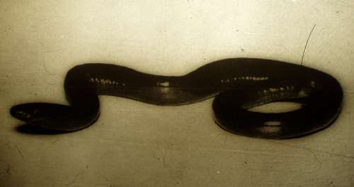 Chthonerpeton indistinctus