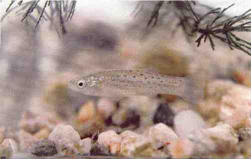 Jenynsia multidentata