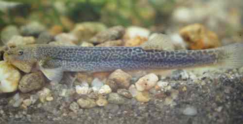 Trichomycterus corduvense