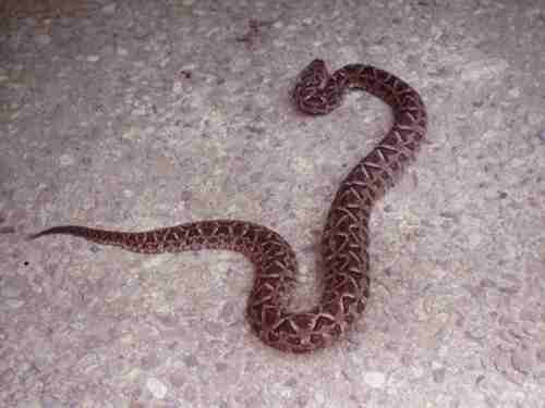 Bothrops neuwiedi diporus