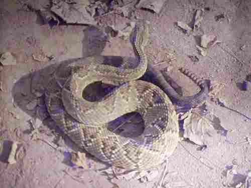 Crotalus durissus terrificus