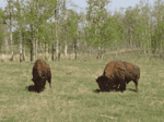 Wildlife Impact Studies