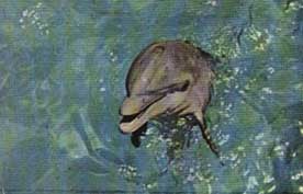 Flipper (12586 bytes)