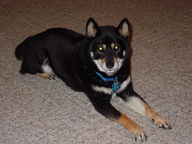 Brisco relaxing on the floor