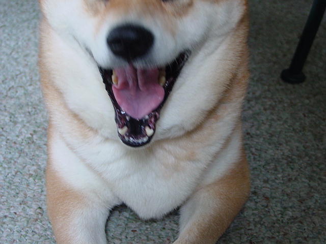 Mommy's long attempt to get Dixie yawning!