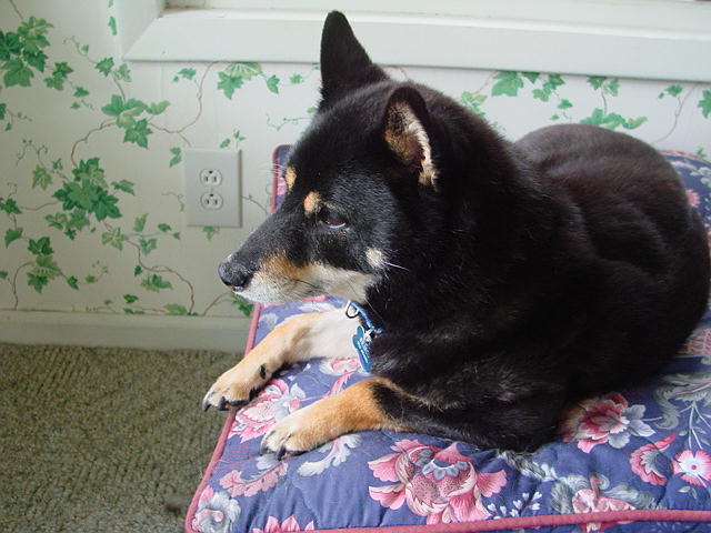 Brisco in his favorite place... the sun!