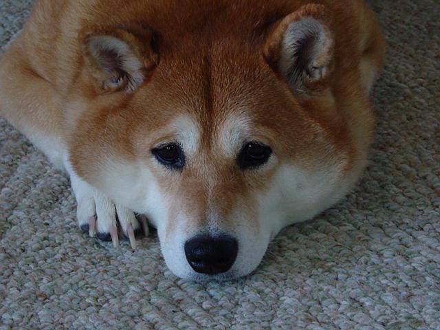 Dixie doing what she does best... CUTE!
