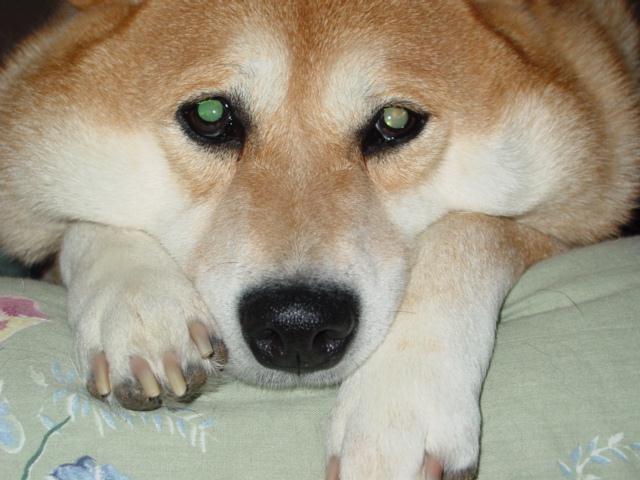 Dixie being cute for Daddy
