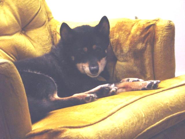 Brisco's second favorite place... Daddy's Chair!!