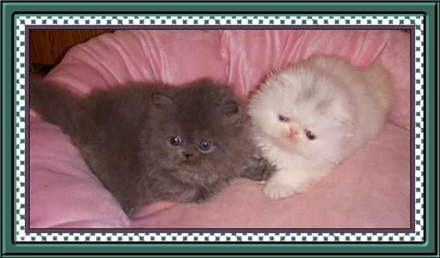 Photo of 2 kittens