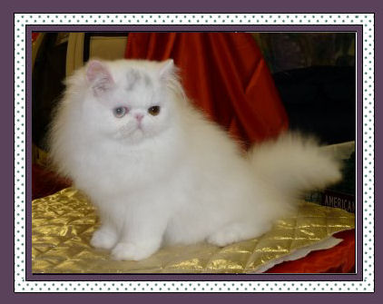 Phot of Toby