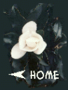 Click on Magnolia to go to Home Page