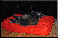 my cat's pillow (supermodel)