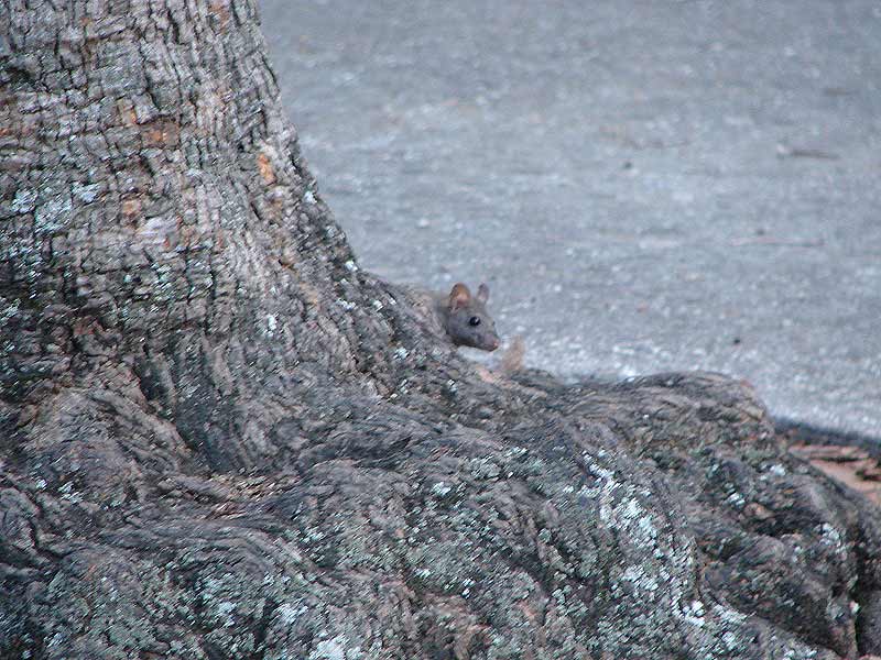 Church Mouse