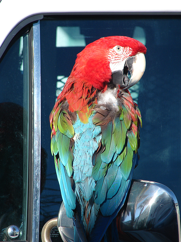 A Parrot