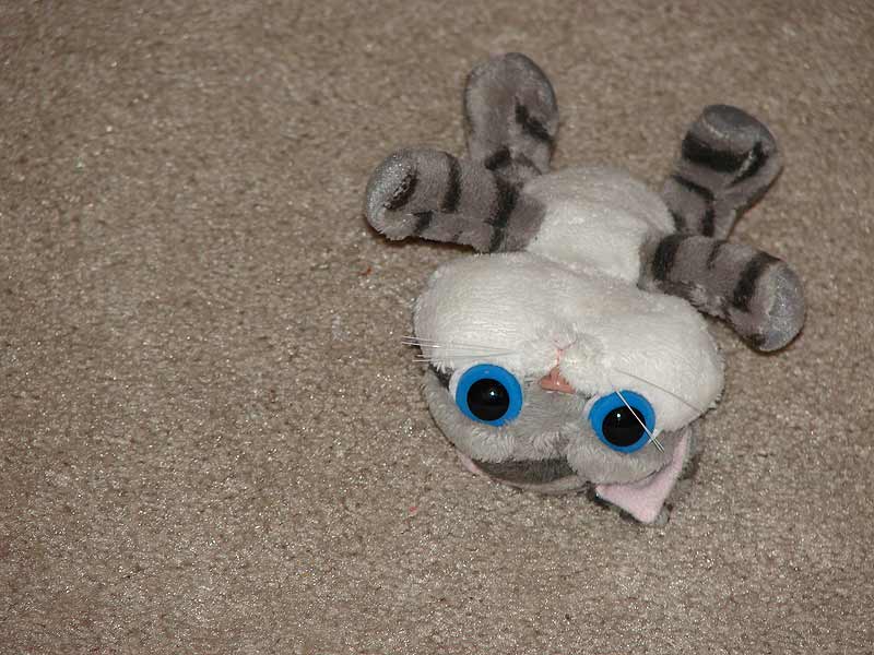 A Stuffed Cat