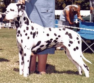 Hunter