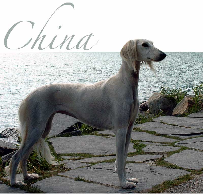 China at the Inn, 2004