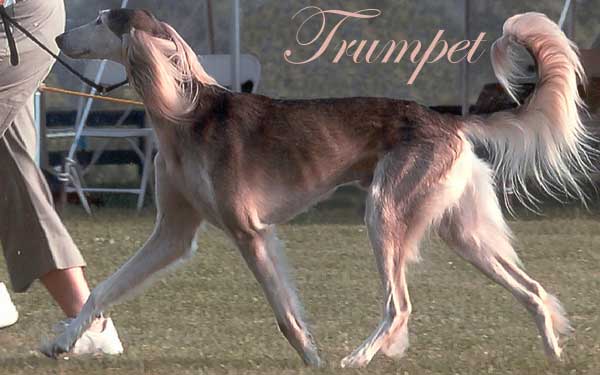Trumpet at Kentucky 2004