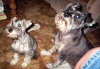 My son Tater and his brother Mikey