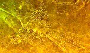 Arte:L�nea de Nazca/Nazca Lines