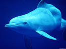 [white dolphin]