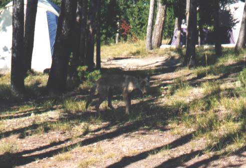 Coyote at Yellowstone campsite
