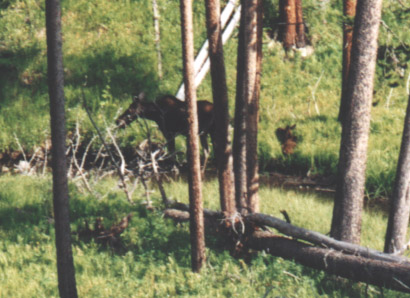 Two Moose!