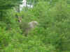 happycat26.jpg (25862 bytes)