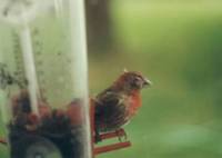 Male house finch with Mycoplasma Gallisepticum