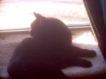 JAX in window