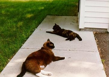 Minstrel and Mouse