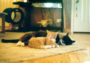 Relaxing with kitten