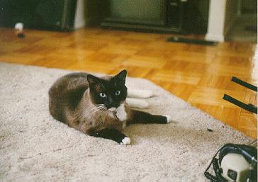 Minstrel Poses