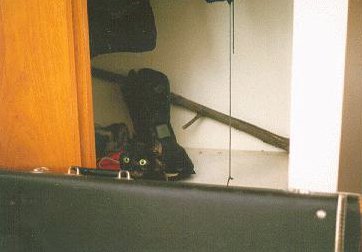 Mouse and guitar case